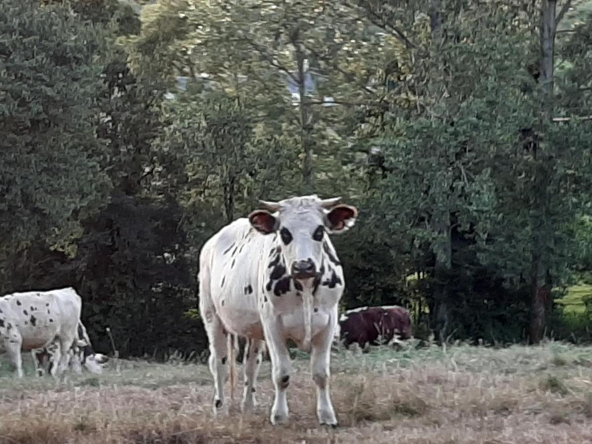 Gite De La Butte Le Charme De La Normandie Entre Terre Et Mer Condé-sur-Vire Zewnętrze zdjęcie